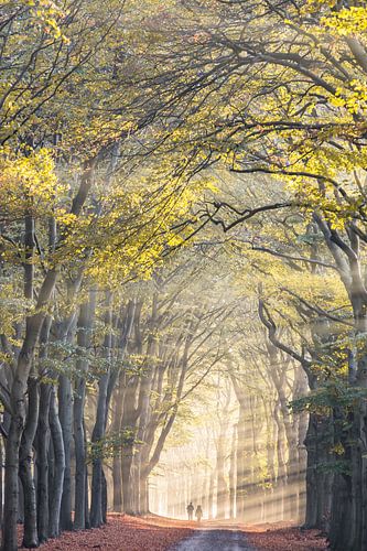 Ochtend wandeling Planken wambuis