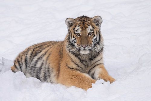 Tiger cub enjoys the snow