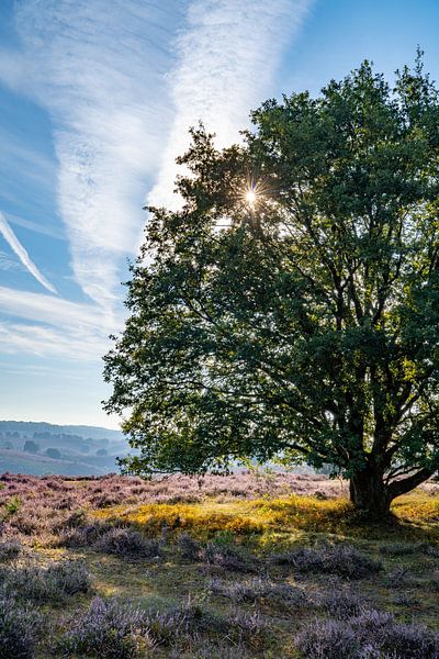 Tree on the flowering heather by Martijn Joosse
