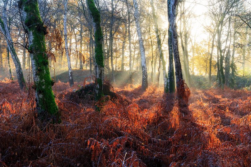 Zonnestralen in het berkenbos in de herfst by Dennis van de Water