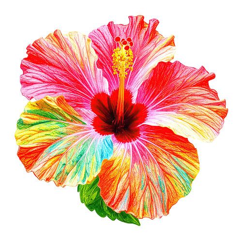 Bloem van de hibiscus uit serie A 04B
