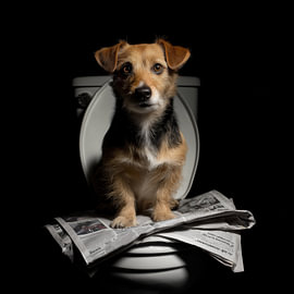 Brauner Hund auf der Toilette von TheXclusive Art
