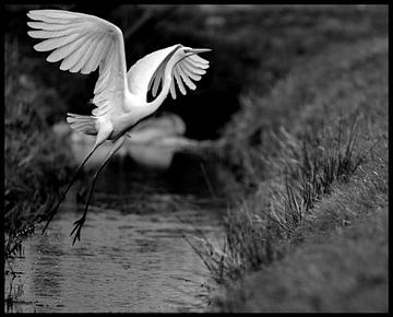 Zilverreiger spreid haar vleugels van EFFEKTPHOTOGRAPHY.nl