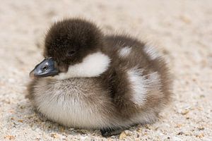 Canard