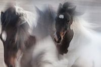 Runaway horse
