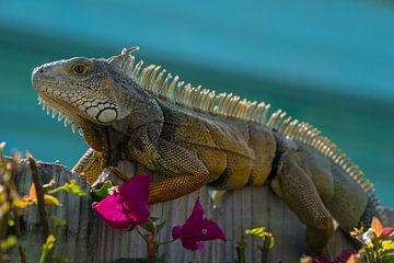 USA, Florida, Iguana reptile lézard assis au soleil sur un bois sur adventure-photos