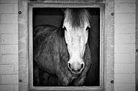White horse