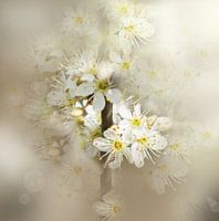 Fleur de rêve
