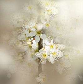 Dreamy blossom by Rosetta Schiff