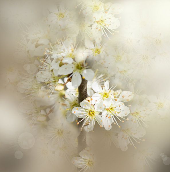 Fleur de rêve par Rosetta Schiff