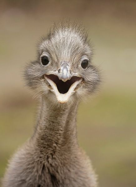 Nandu by Frank Smedts