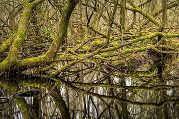 groene wildernis in de Brabantse Natuur van Eugene Winthagen