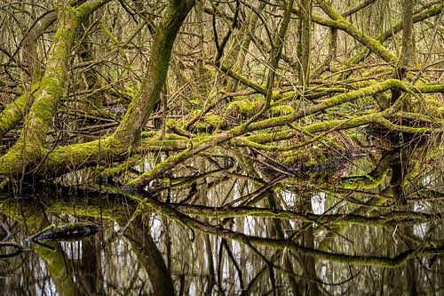Groene wildernis in de Brabantse Natuur