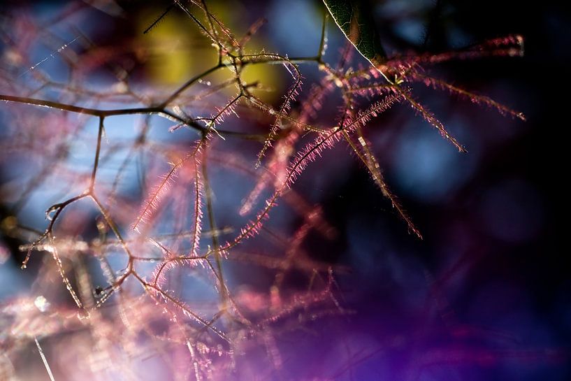 Abstract Garden by Mark Isarin | Fotografie