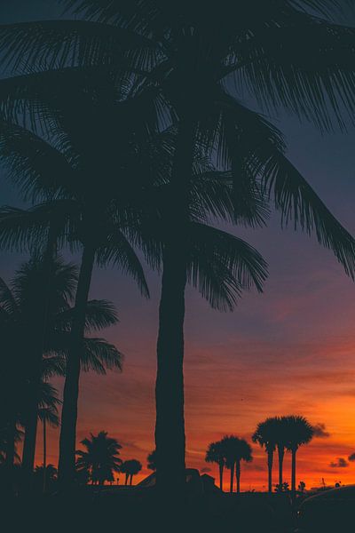 Miami by Hello Pompoyo