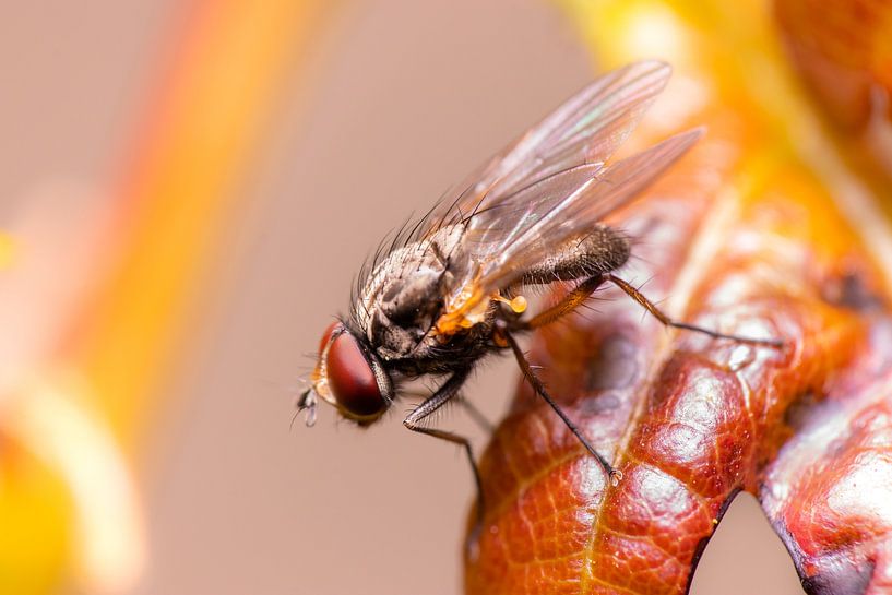 Tiny fly van Antoine Deleij