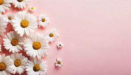 Kamillebloemen met oranje achtergrond