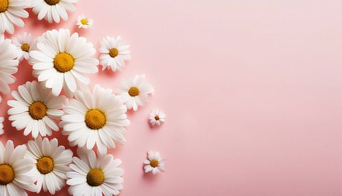 Kamillebloemen met oranje achtergrond