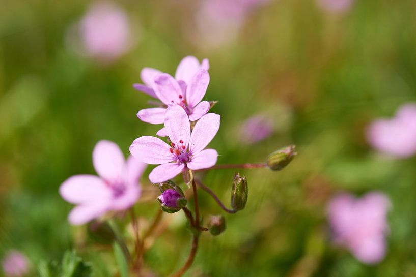 Bloem van de Ruprechtskraut van Karin Jähne