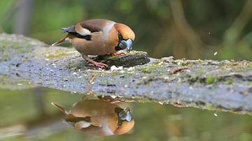 Appelvink met waterreflectie van Wim van der Meule