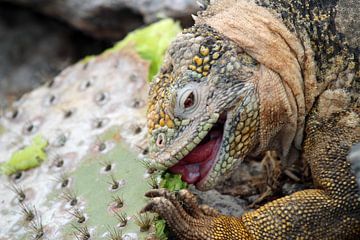 cactus etende leguaan op Galapagos van Marieke Funke