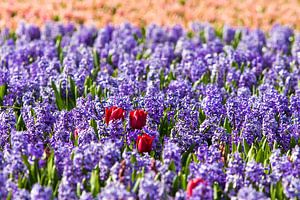 Verdwaalde tulpen sur Sjoerd Tullenaar