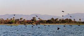 Overflying birds at lake in Malawi