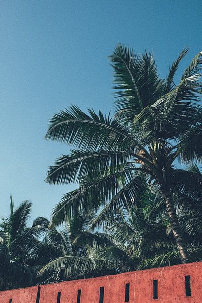 Sri Lanka palm tree by Karlijne Geudens