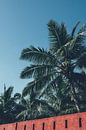 Sri Lanka palm tree by Karlijne Geudens thumbnail