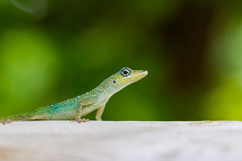 Un observateur vigilant : un lézard local