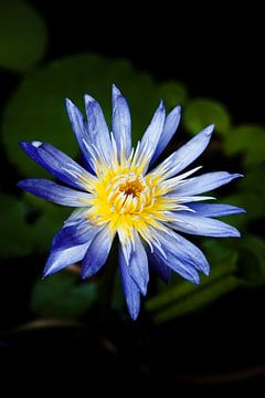 Tropical glow: a lotus in the light by Frank Photos