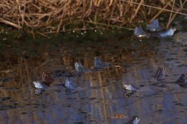 Menschenmassen im Frühling, blaue Frösche von Marjoo