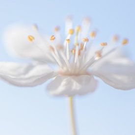 macrofoto van witte bloesem en blauwe lucht van Caroline Drijber