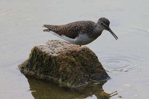 Witgat (Flussuferlaufer)