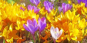 Krokusse