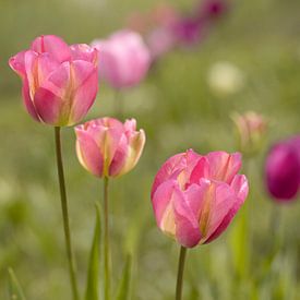 Tulp. Roze en groene tinten. Lente. van Alie Ekkelenkamp