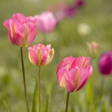 Tulipe. Teintes roses et vertes. Printemps. sur Alie Ekkelenkamp