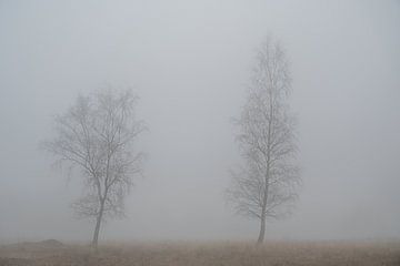 Fine art landscape of two birches in the mist by John van de Gazelle fotografie