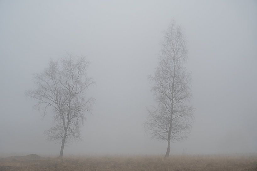 Kunstvolle Landschaft von zwei Birken im Nebel von John van de Gazelle fotografie