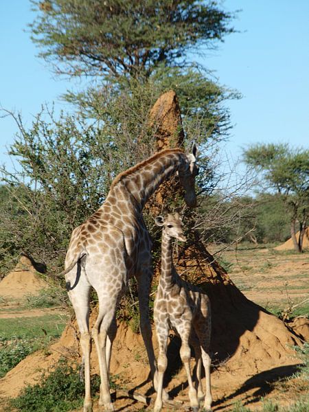 Giraffen Okojima  by Annie Lausberg-Pater