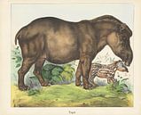 Tapir, firm Joseph Scholz, 1829 - 1880 by Gave Meesters thumbnail