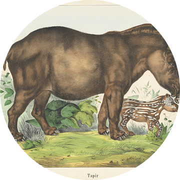 Tapirus, firma Joseph Scholz, 1829 - 1880