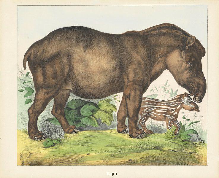 Tapir, firm Joseph Scholz, 1829 - 1880 by Gave Meesters