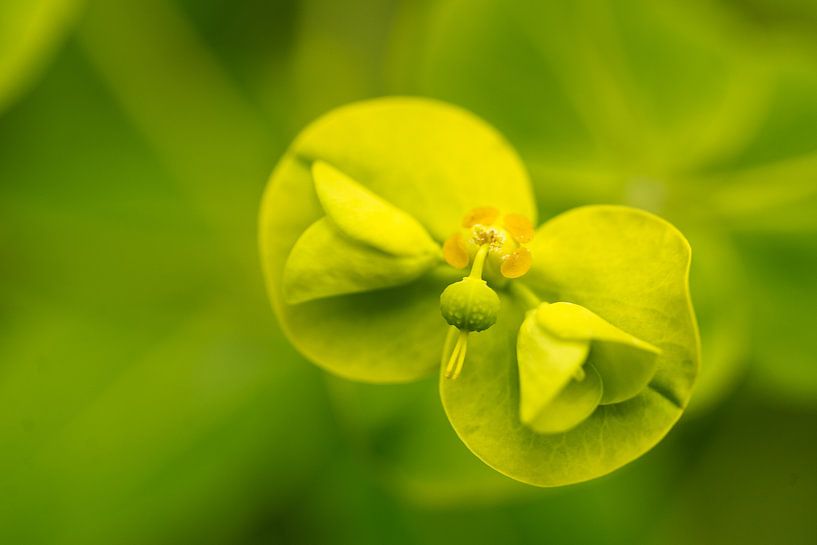 Bloem in groen by Floris van Woudenberg