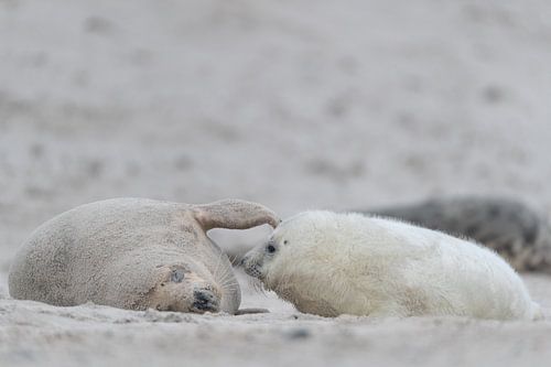 Touche d'amour