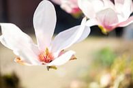 Magnolia in bloei van Lidewij Olive thumbnail