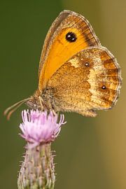 Rotbraunes Ochsenauge