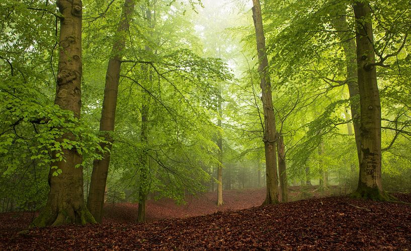 Misty forest in spring 9 by René Jonkhout