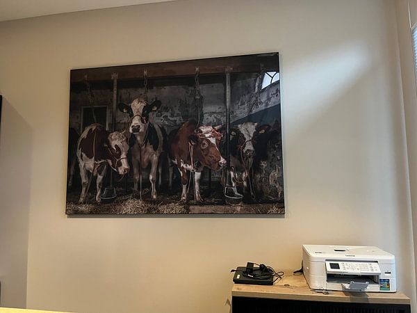 Customer photo: Dutch cows in an old barn by Inge Jansen, on ArtFrame