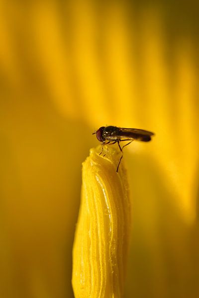Eine Schwebfliege sitzt auf einem gelben Blütenstempel von Ulrike Leone